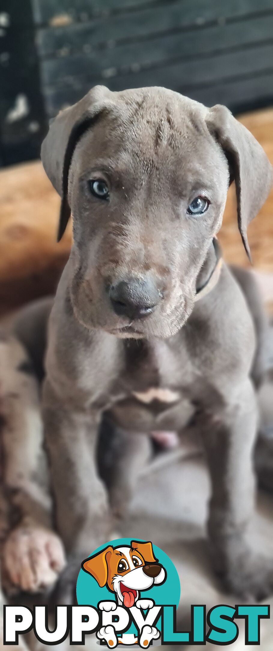 Great dane puppies
