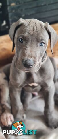 Great dane puppies