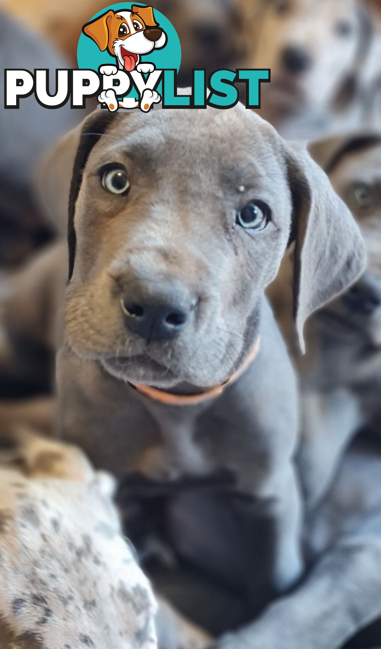Great dane puppies