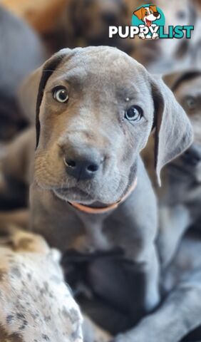 Great dane puppies