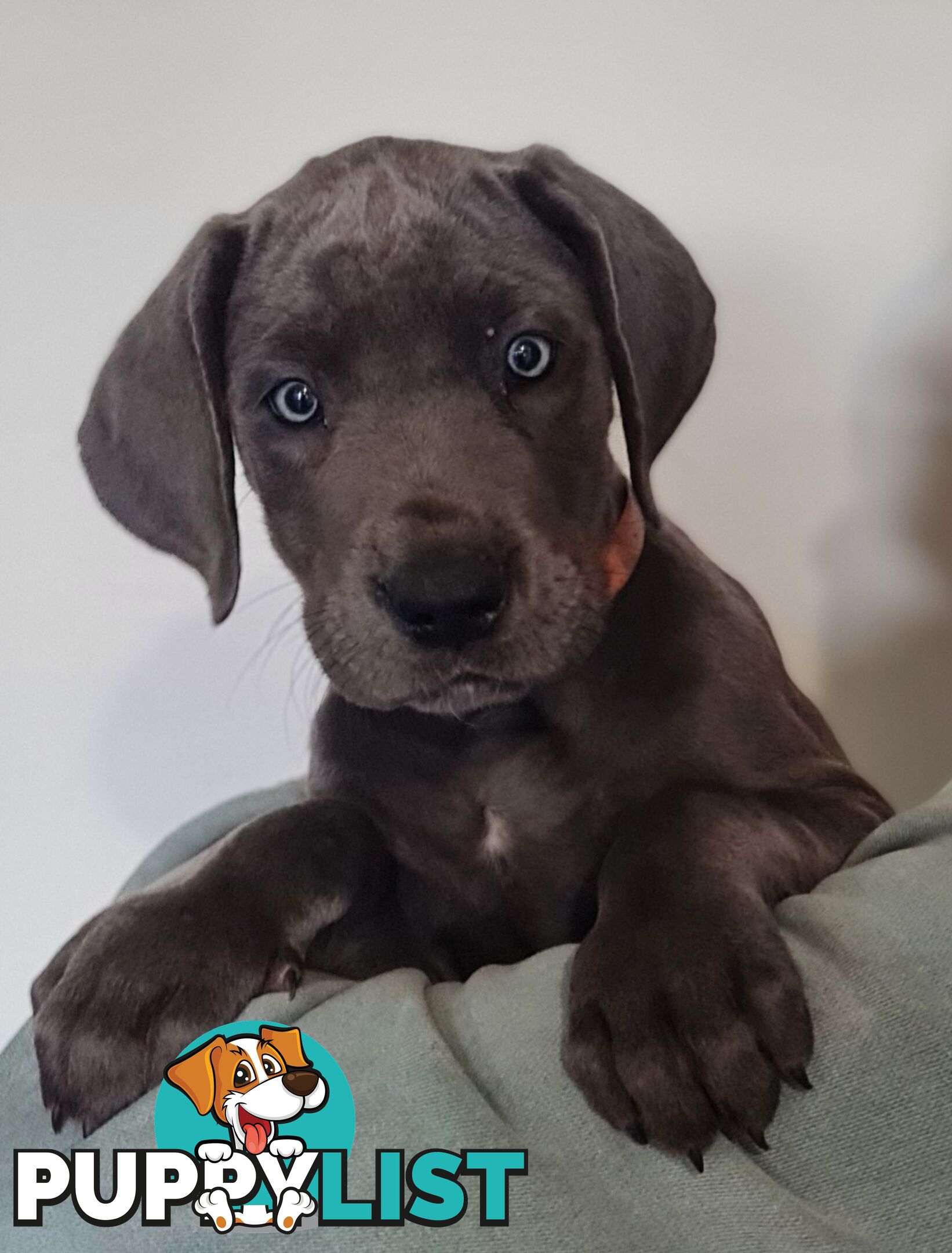 Great dane puppies