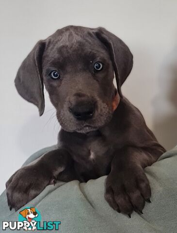 Great dane puppies