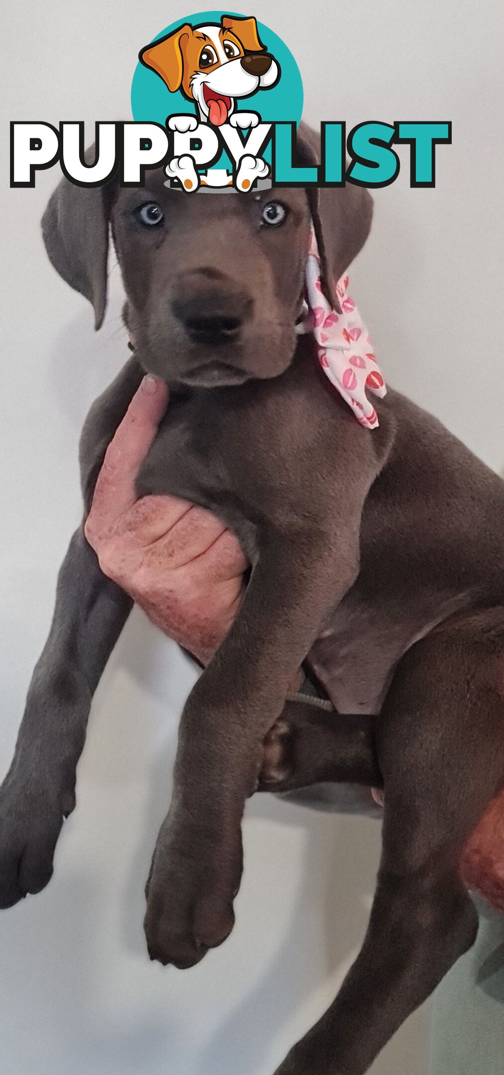 Great dane puppies
