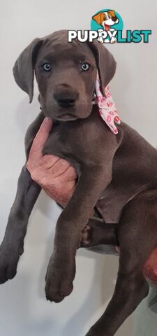 Great dane puppies