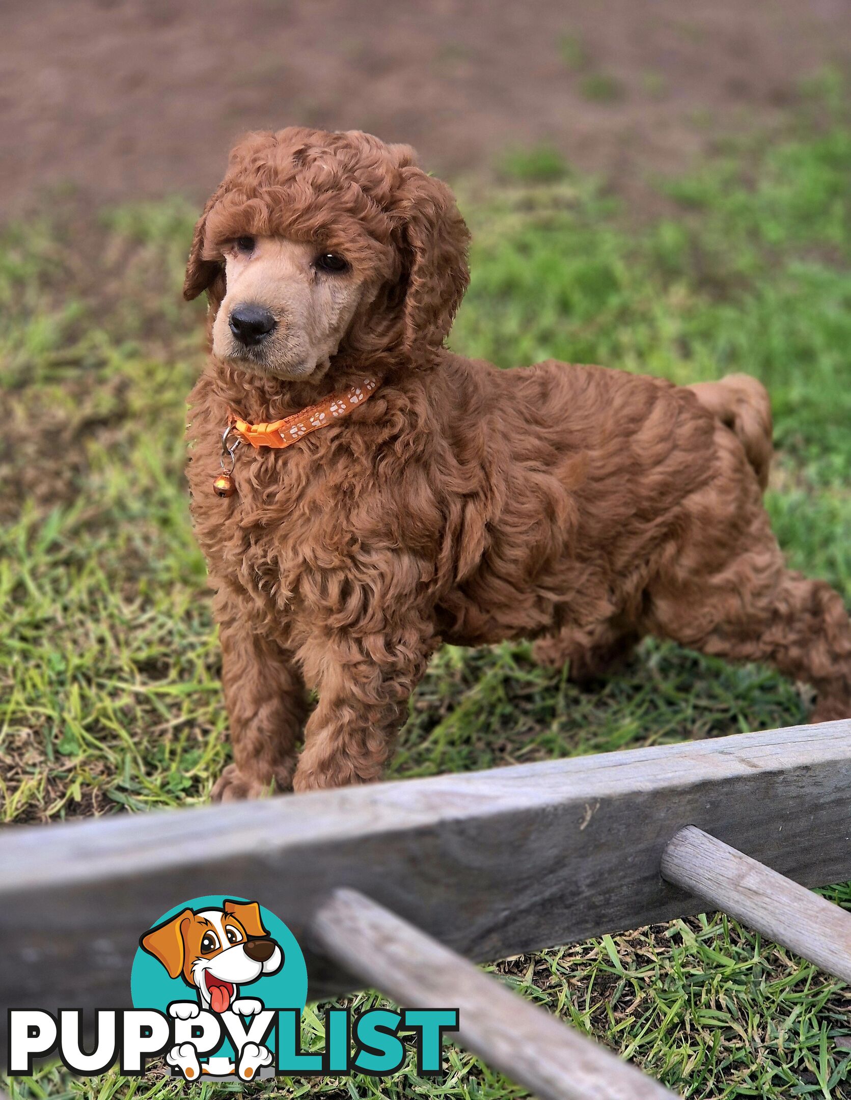 Standard Poodle Puppies