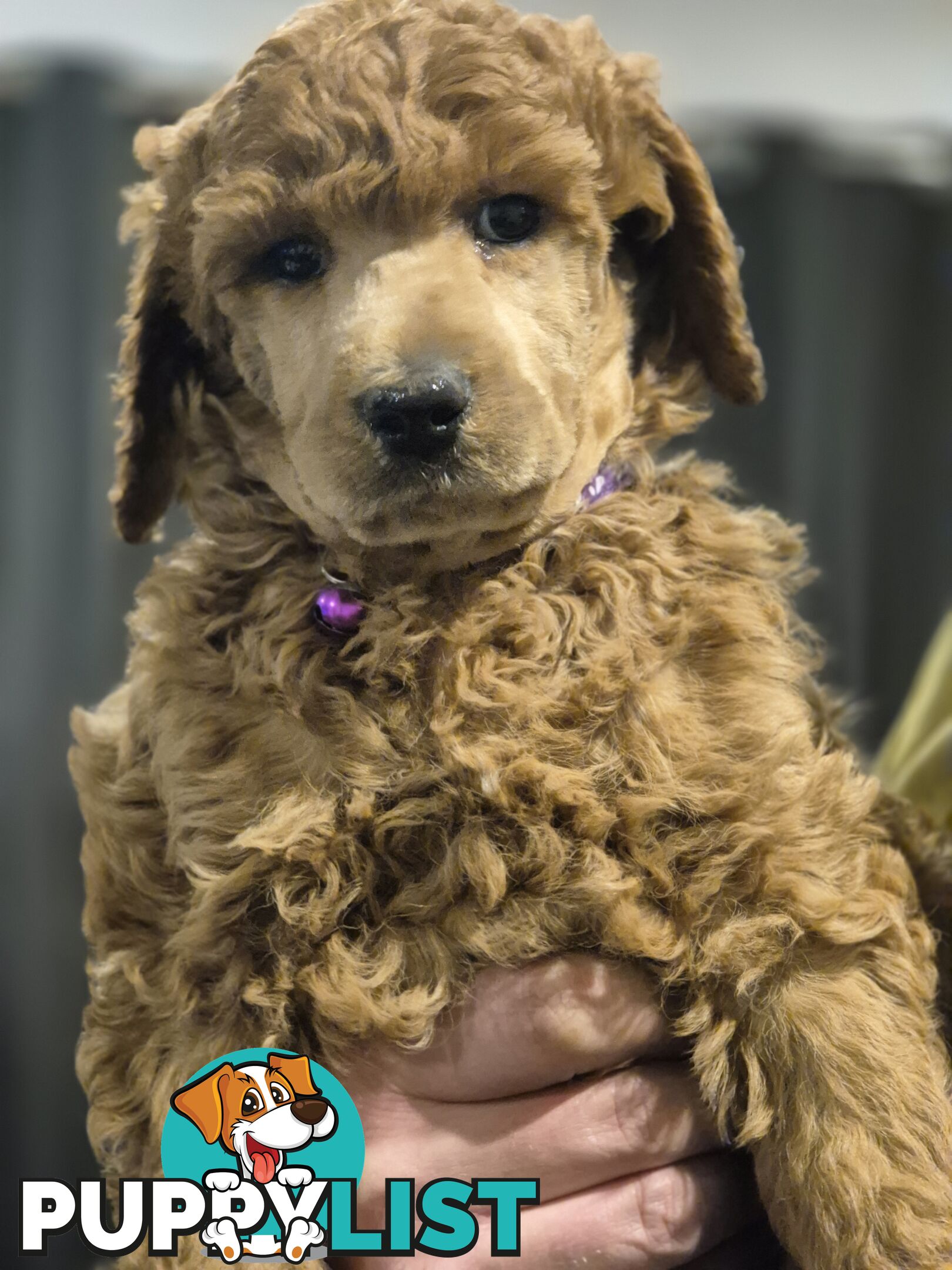 Standard Poodle Puppies