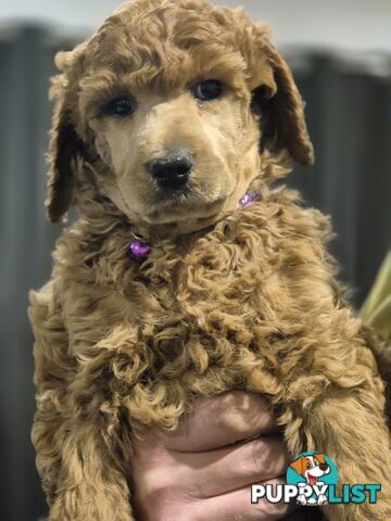 Standard Poodle Puppies