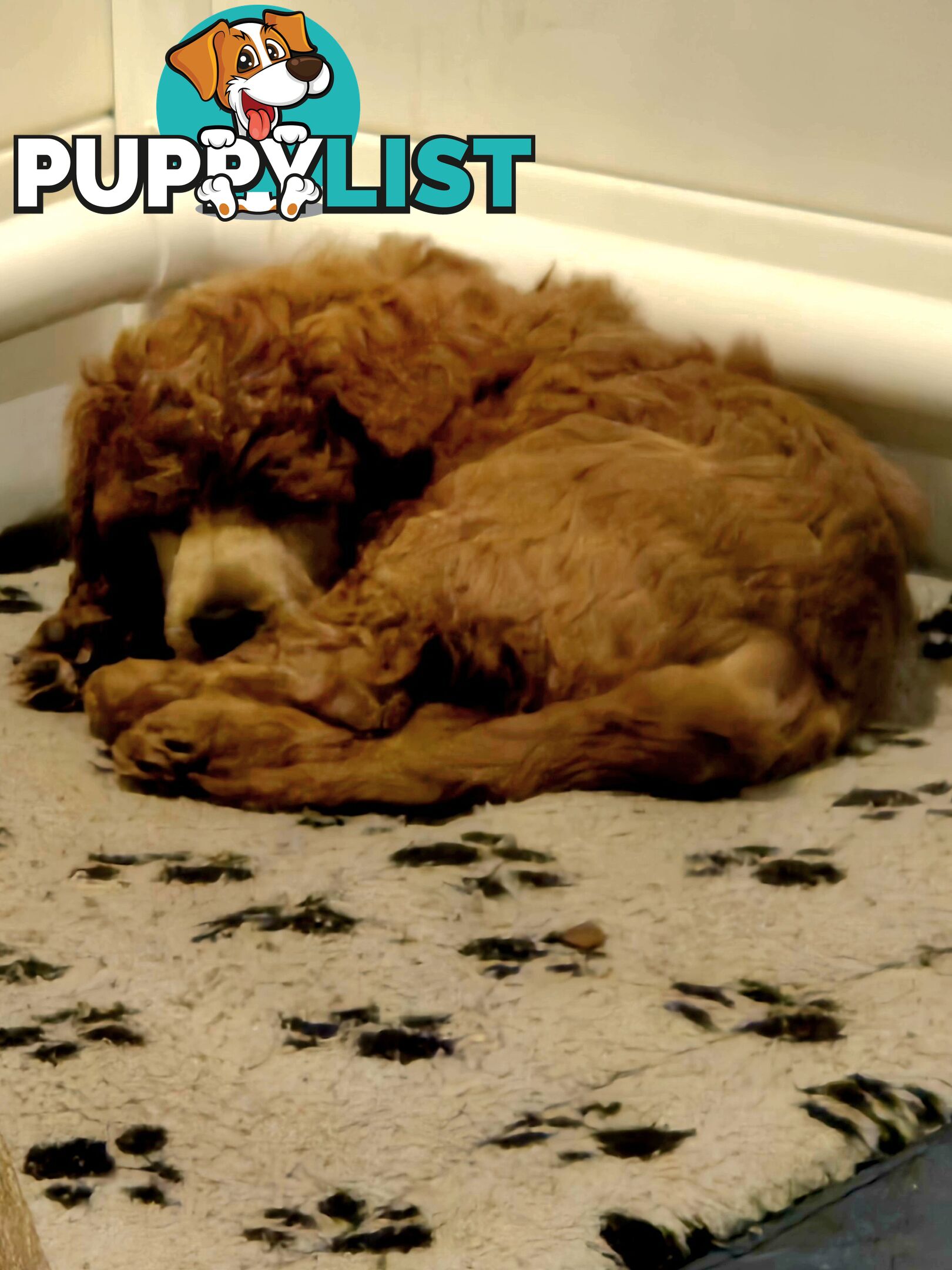 Standard Poodle Puppies