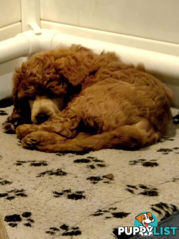 Standard Poodle Puppies