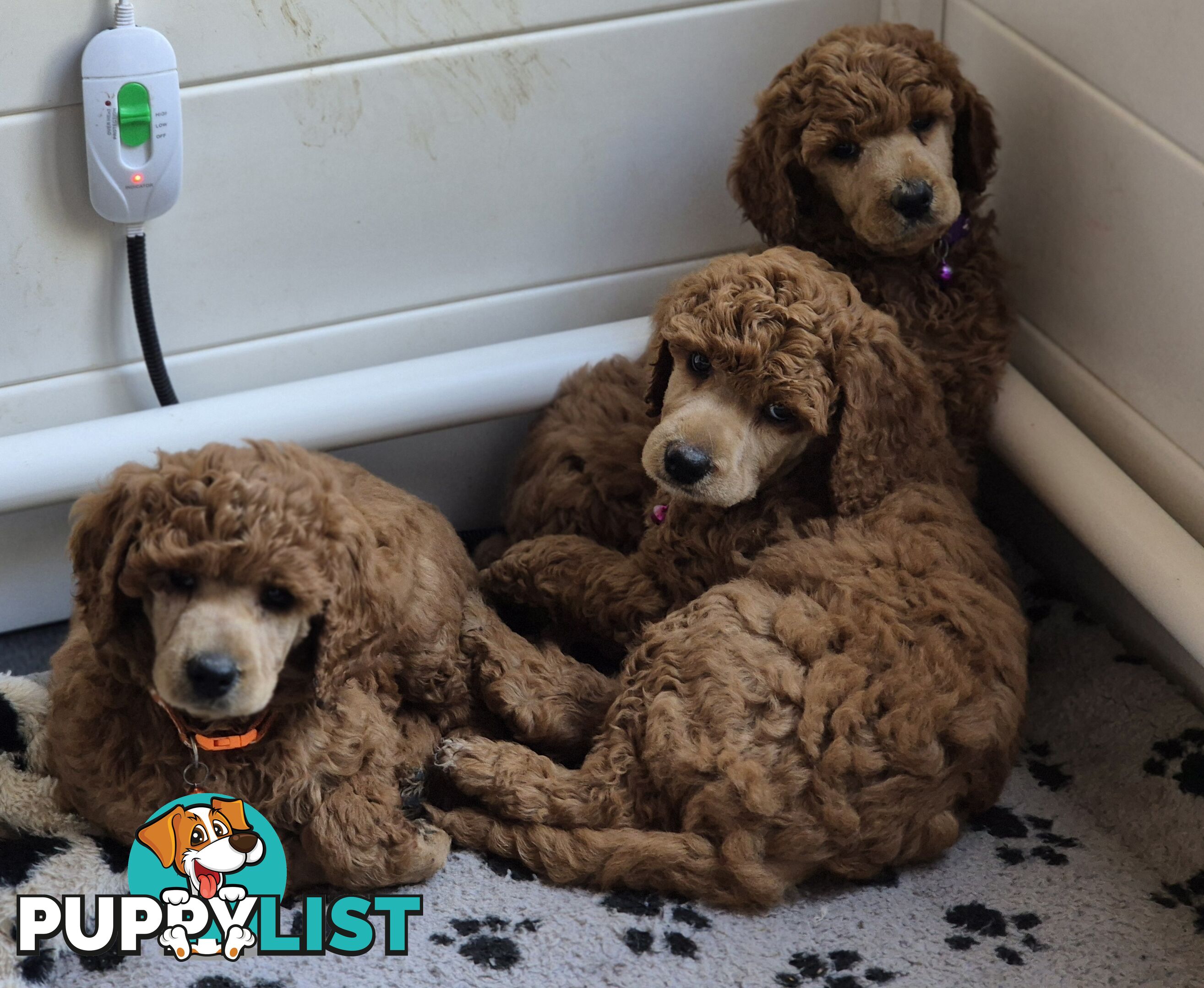 Standard Poodle Puppies