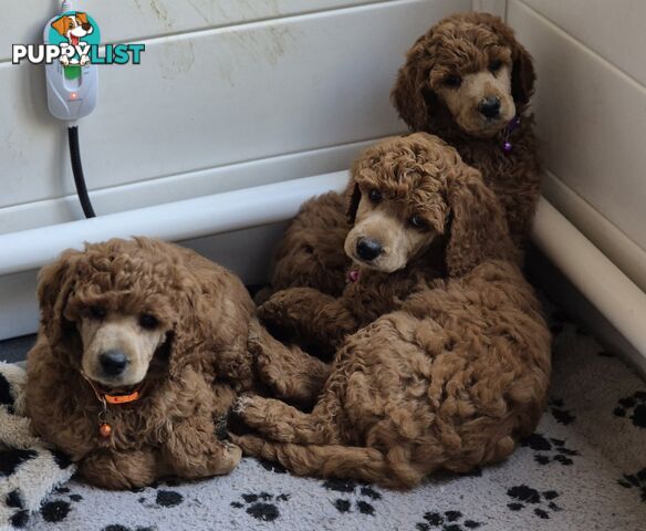 Standard Poodle Puppies