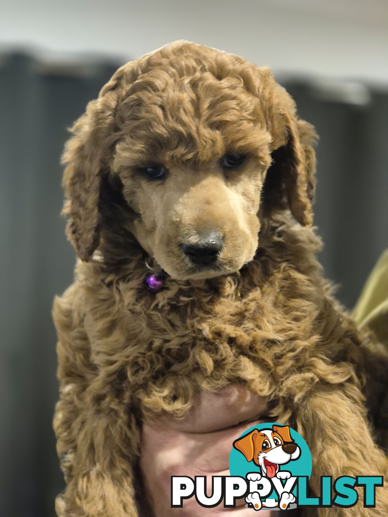 Standard Poodle Puppies