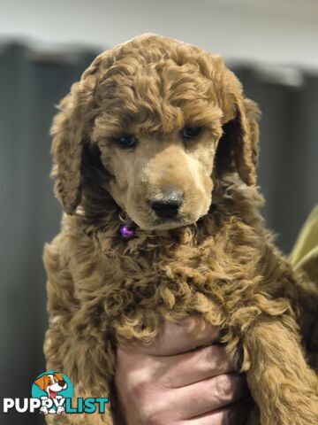 Standard Poodle Puppies