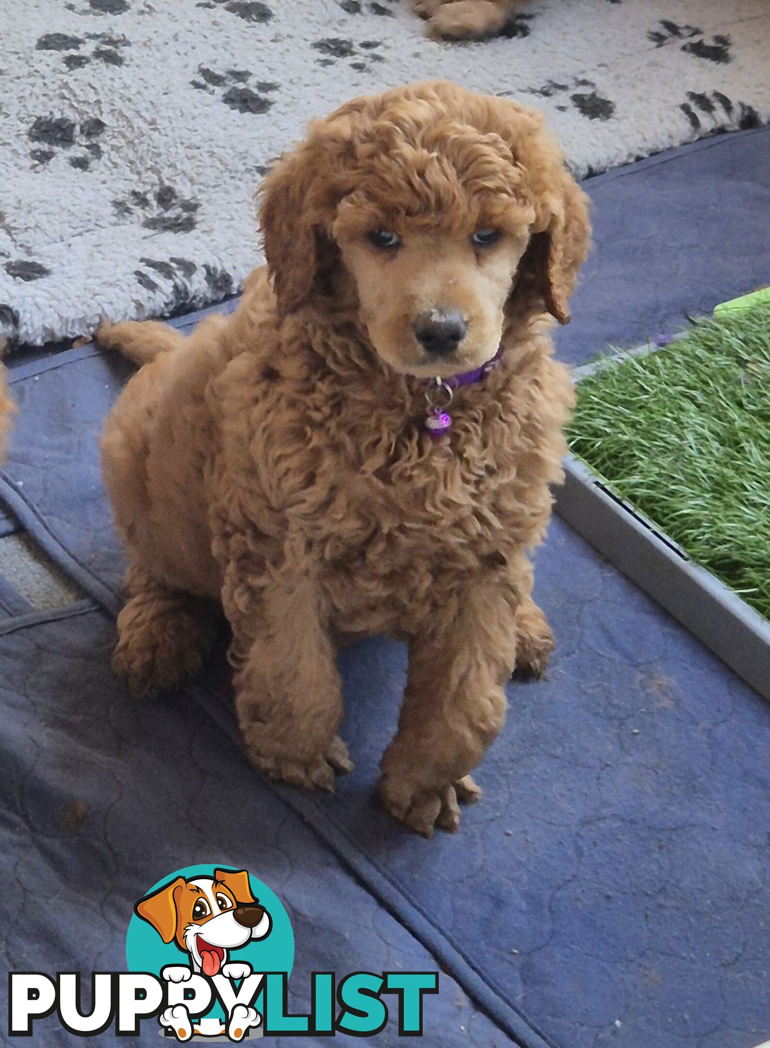 Standard Poodle Puppies