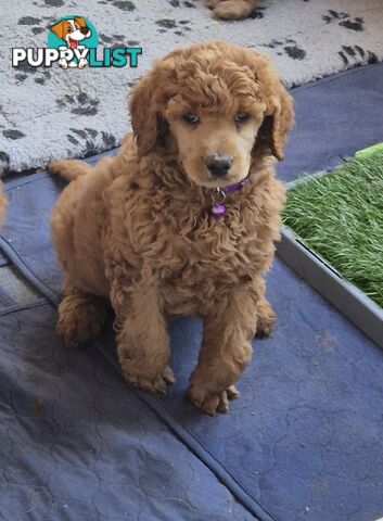 Standard Poodle Puppies