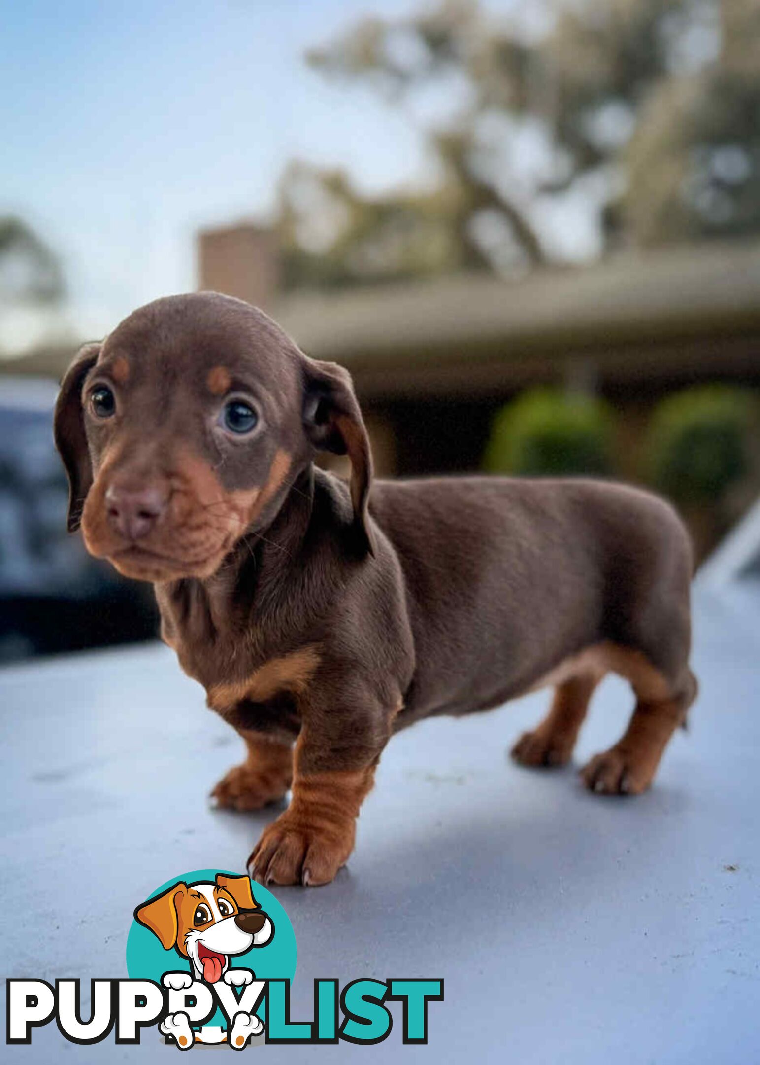 Mini Dachshund