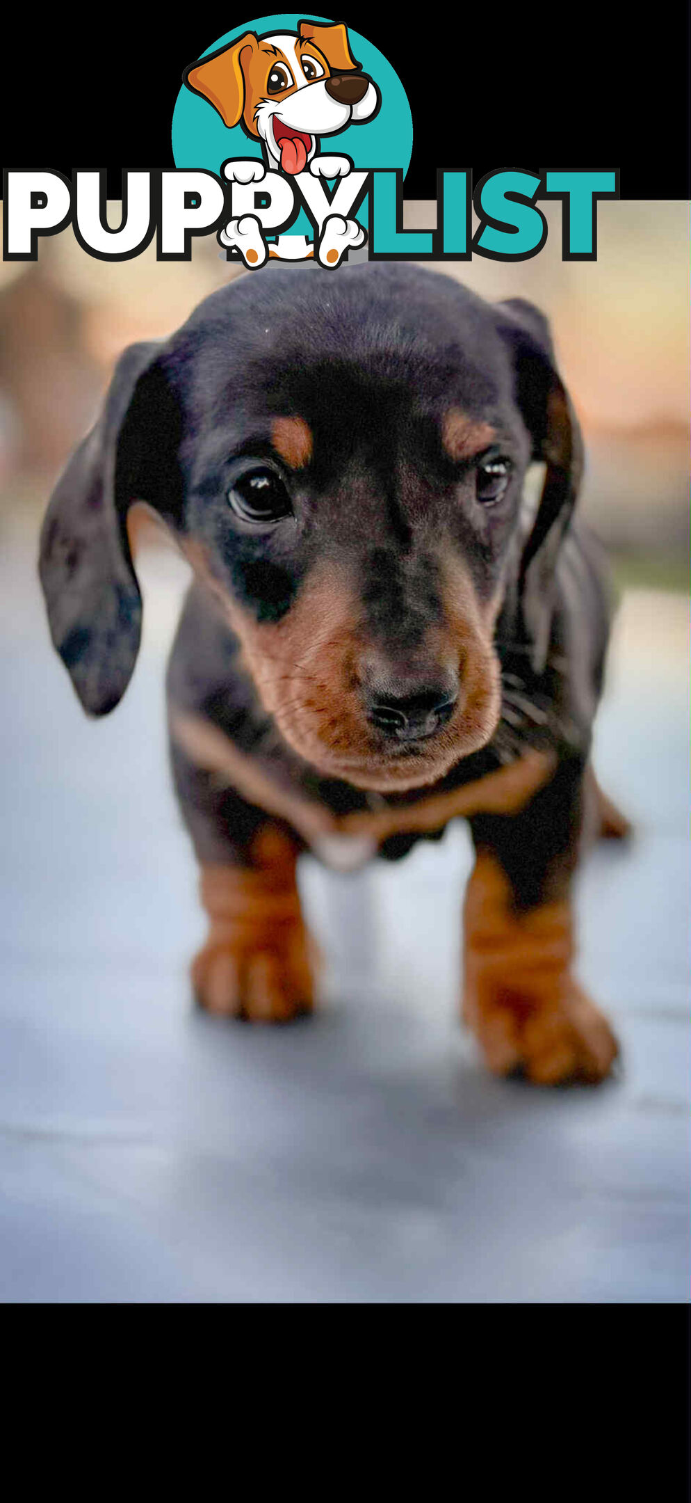 Mini Dachshund