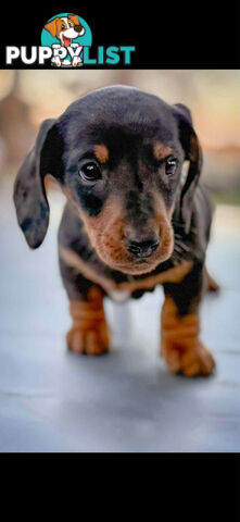 Mini Dachshund