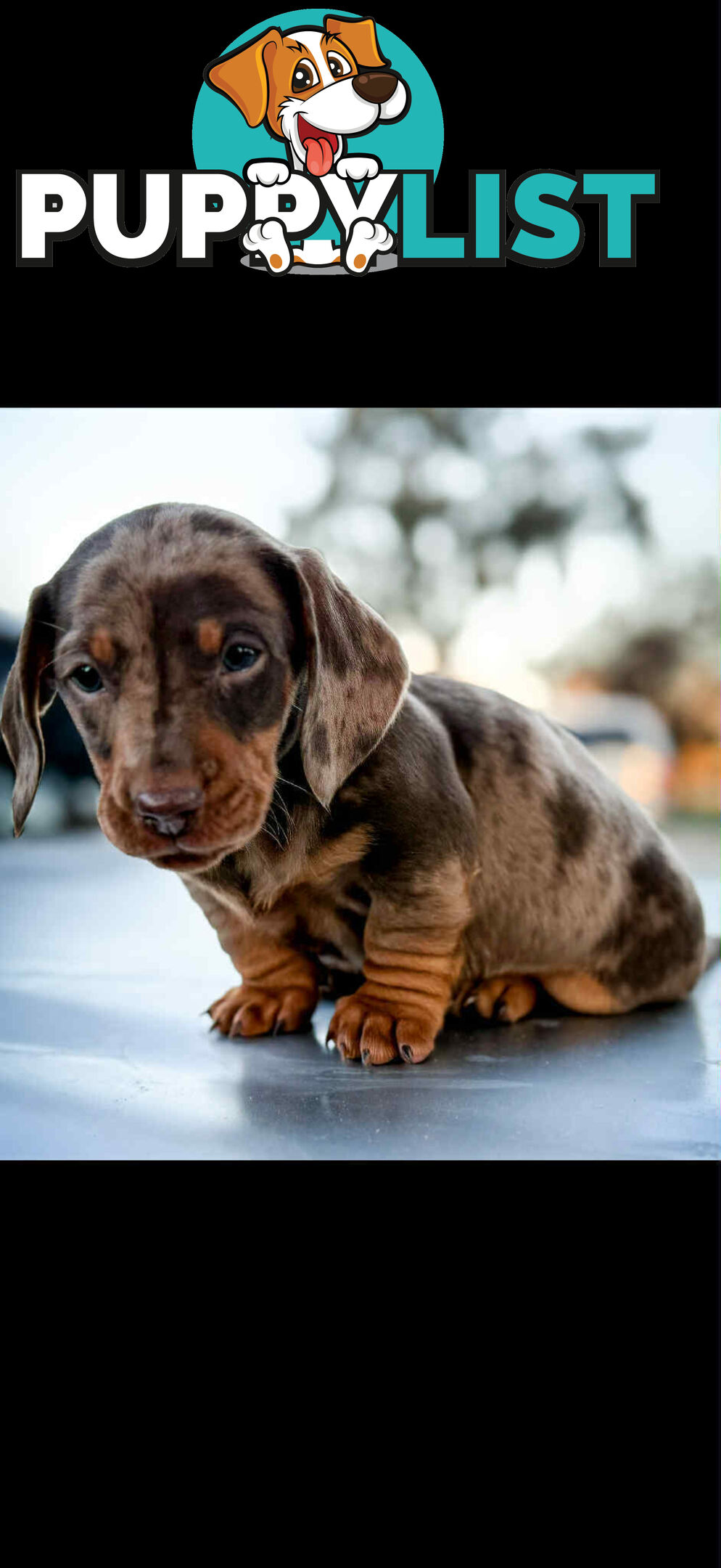 Mini Dachshund