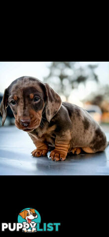 Mini Dachshund