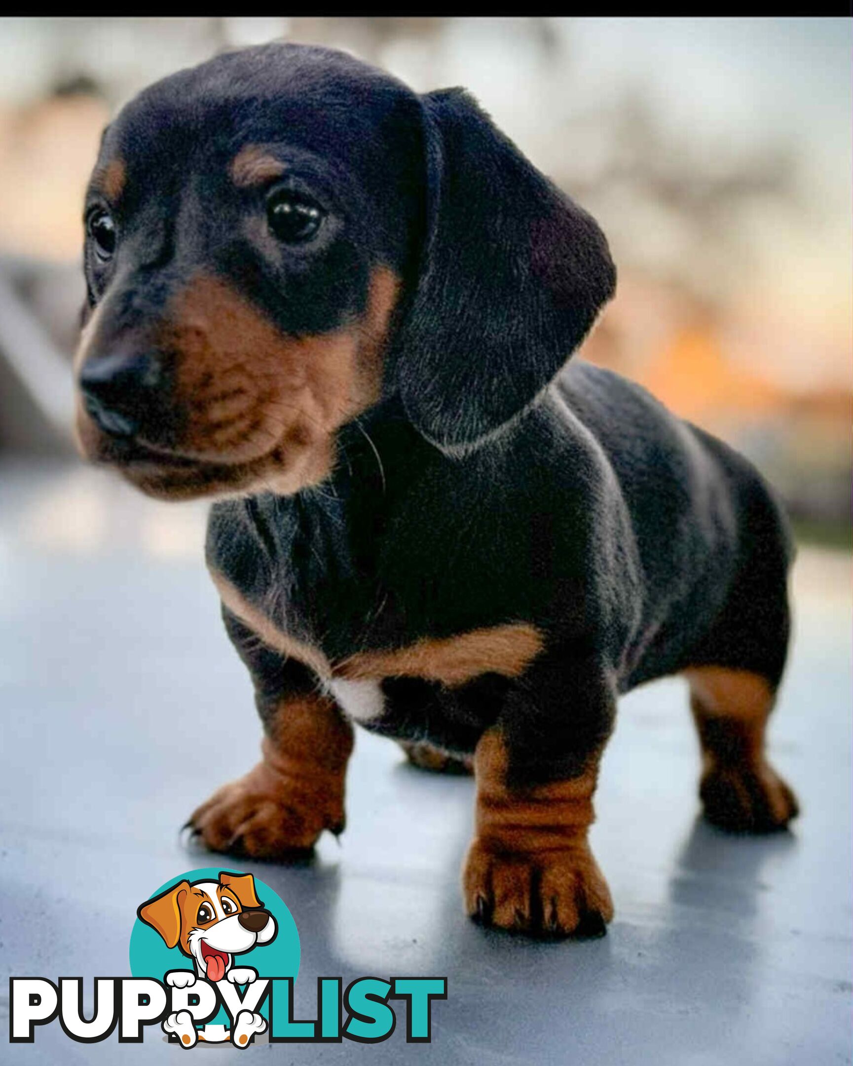 Mini Dachshund