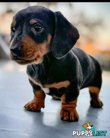 Mini Dachshund
