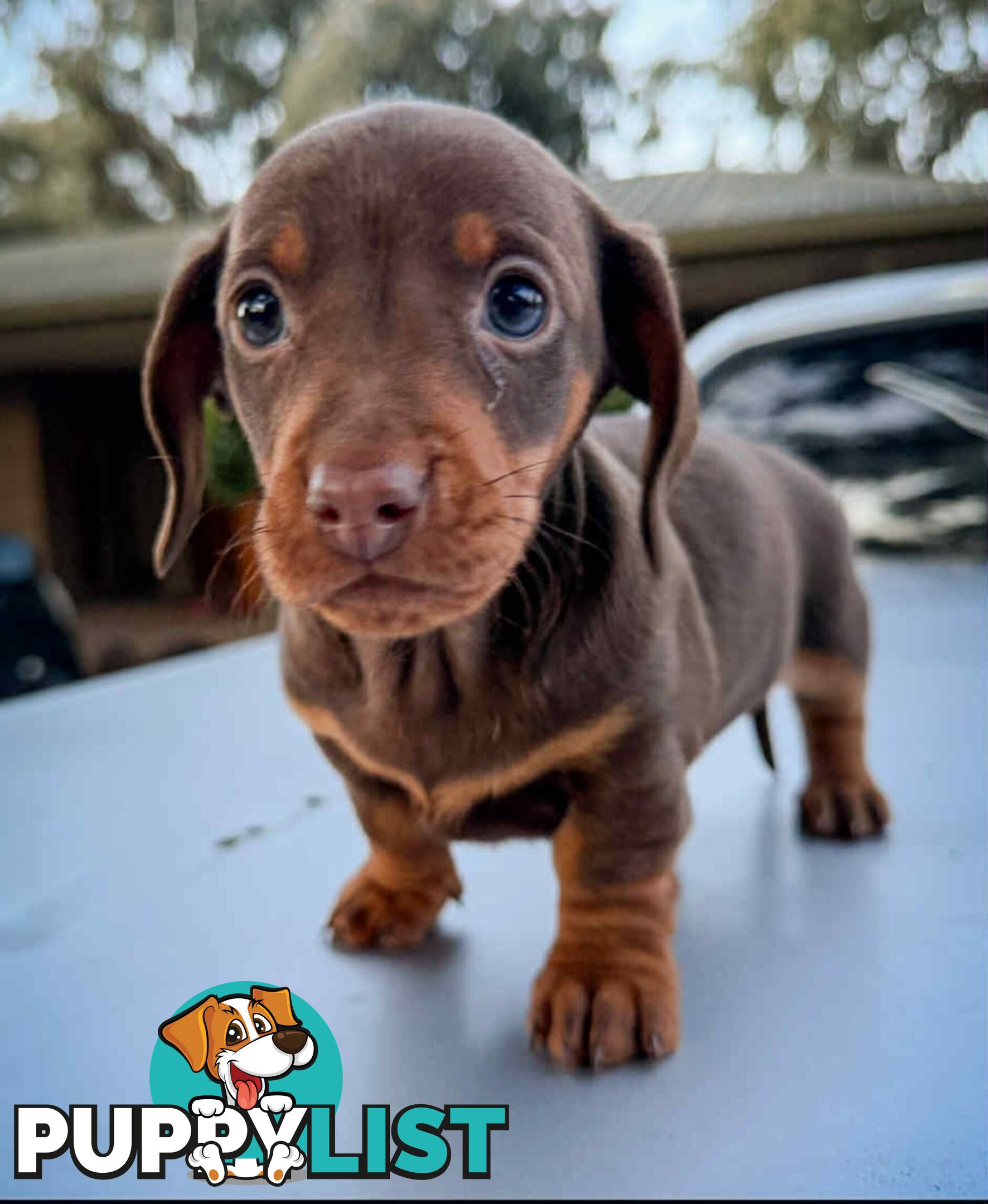 Mini Dachshund