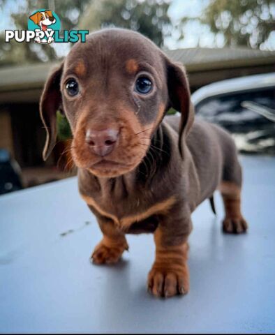 Mini Dachshund