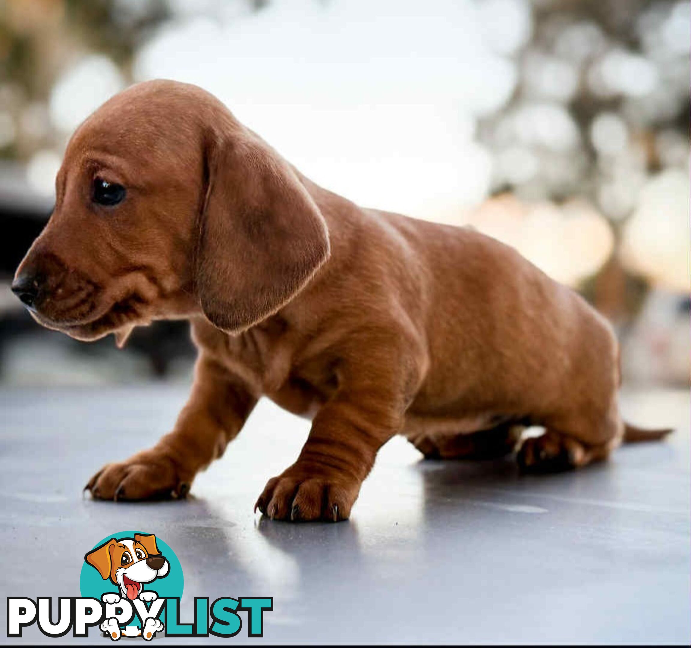 Mini Dachshund