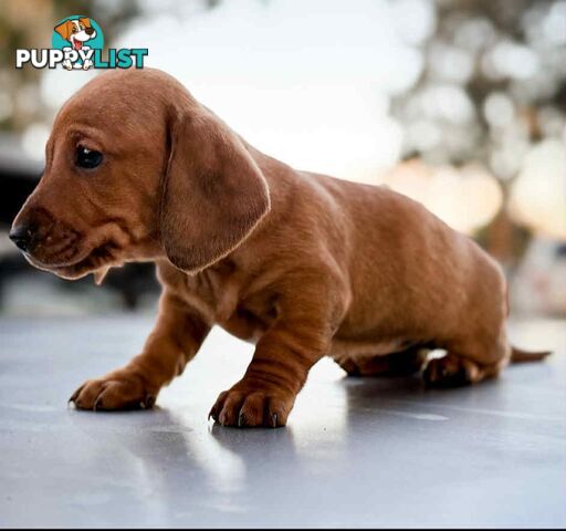 Mini Dachshund