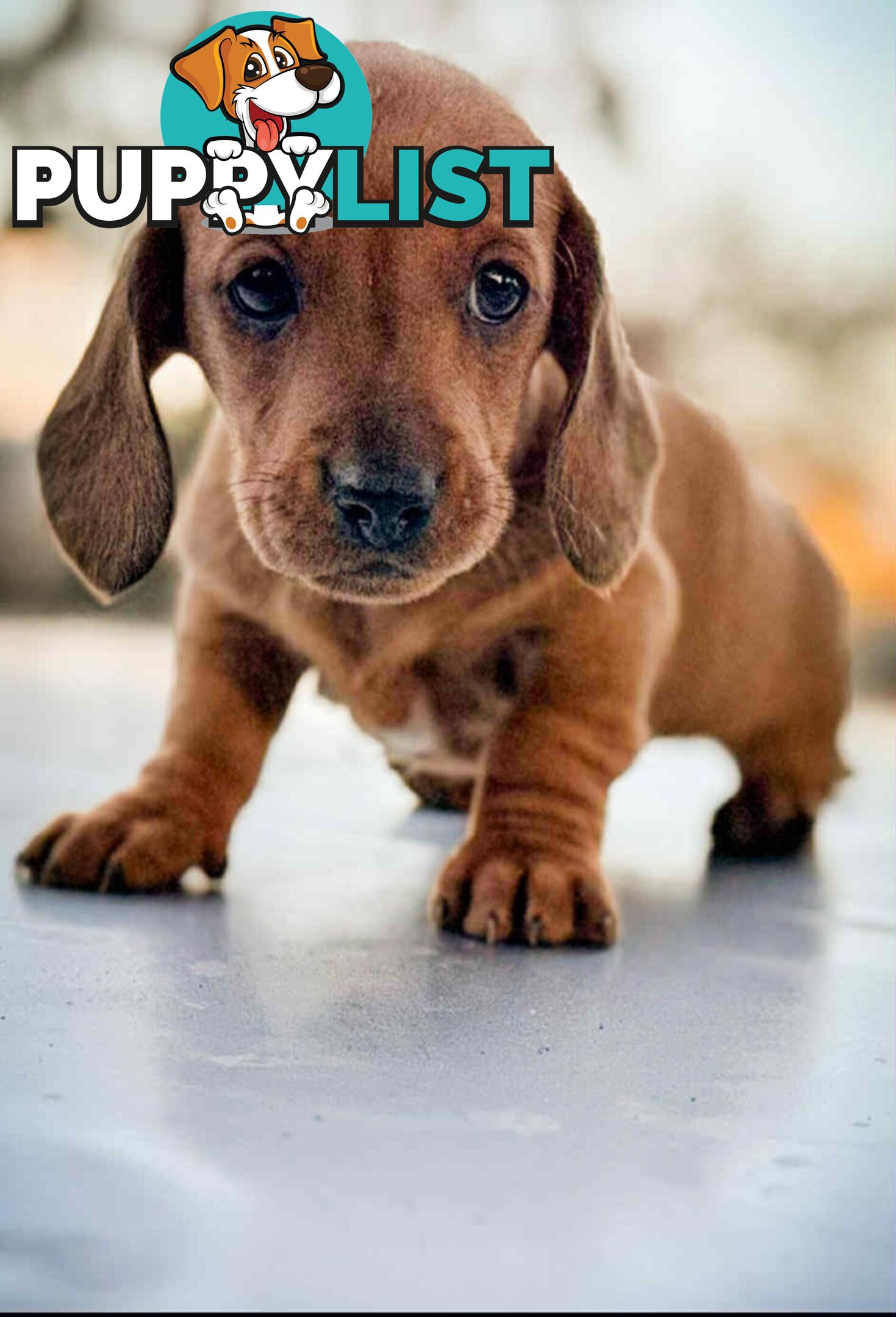 Mini Dachshund