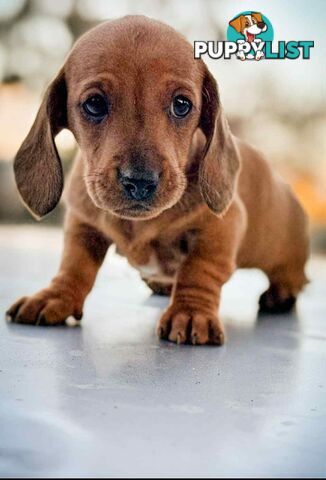 Mini Dachshund