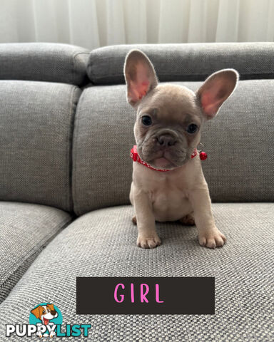 French Bulldog puppies