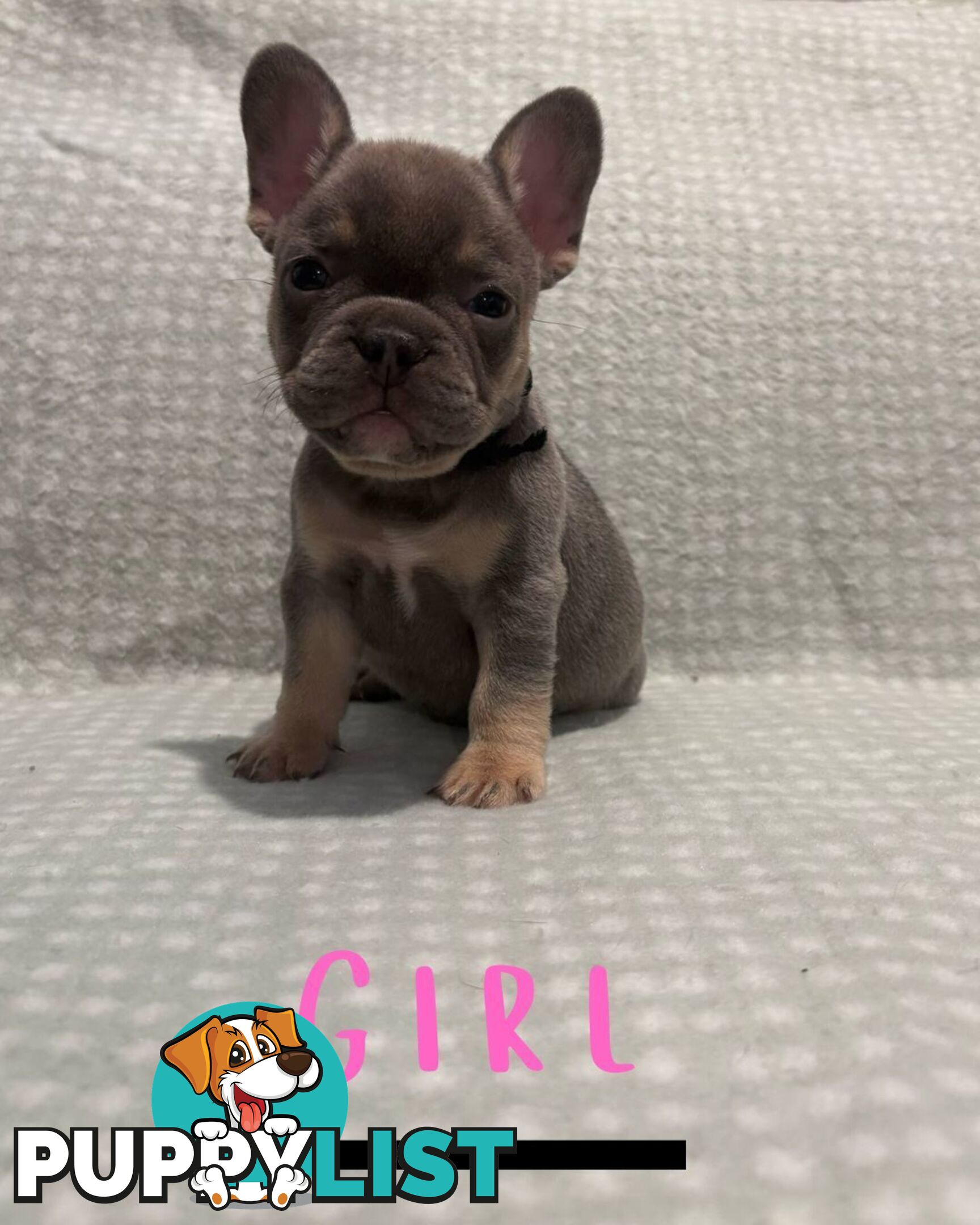 French Bulldog puppies
