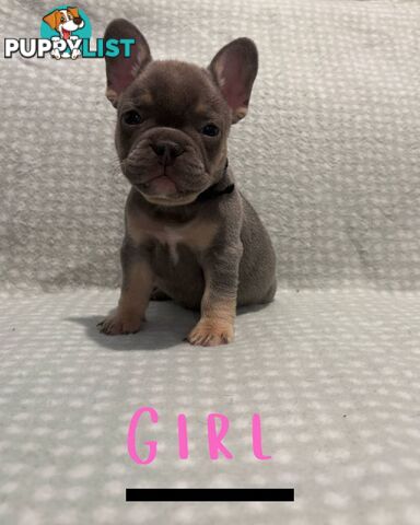 French Bulldog puppies