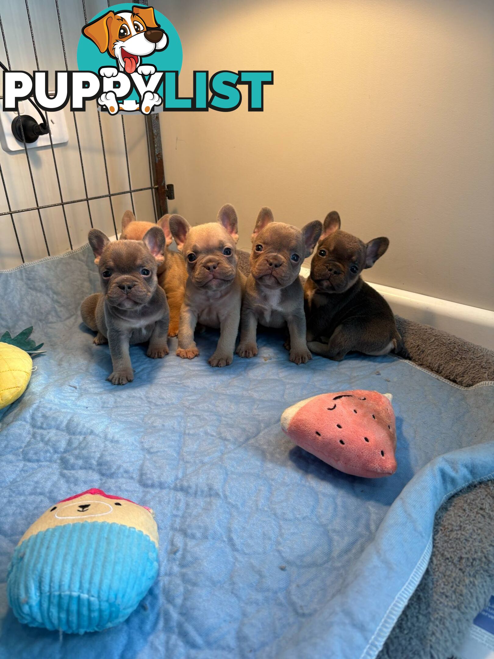 French Bulldog puppies