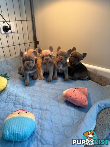 French Bulldog puppies