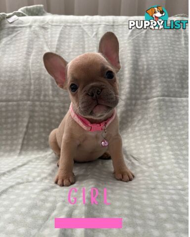 French Bulldog puppies