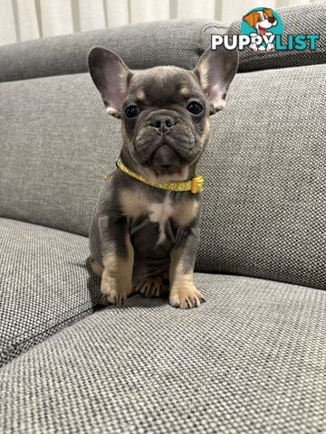 French Bulldog puppies