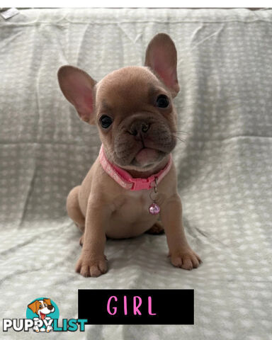 French Bulldog puppies