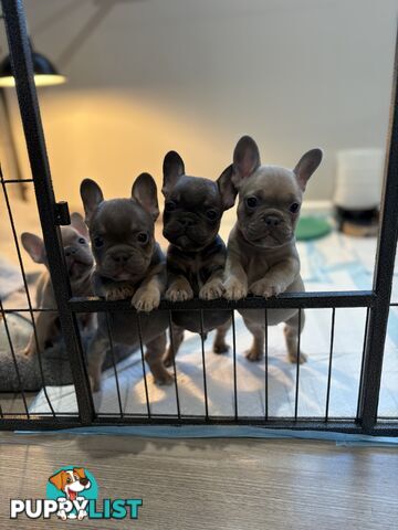French Bulldog puppies