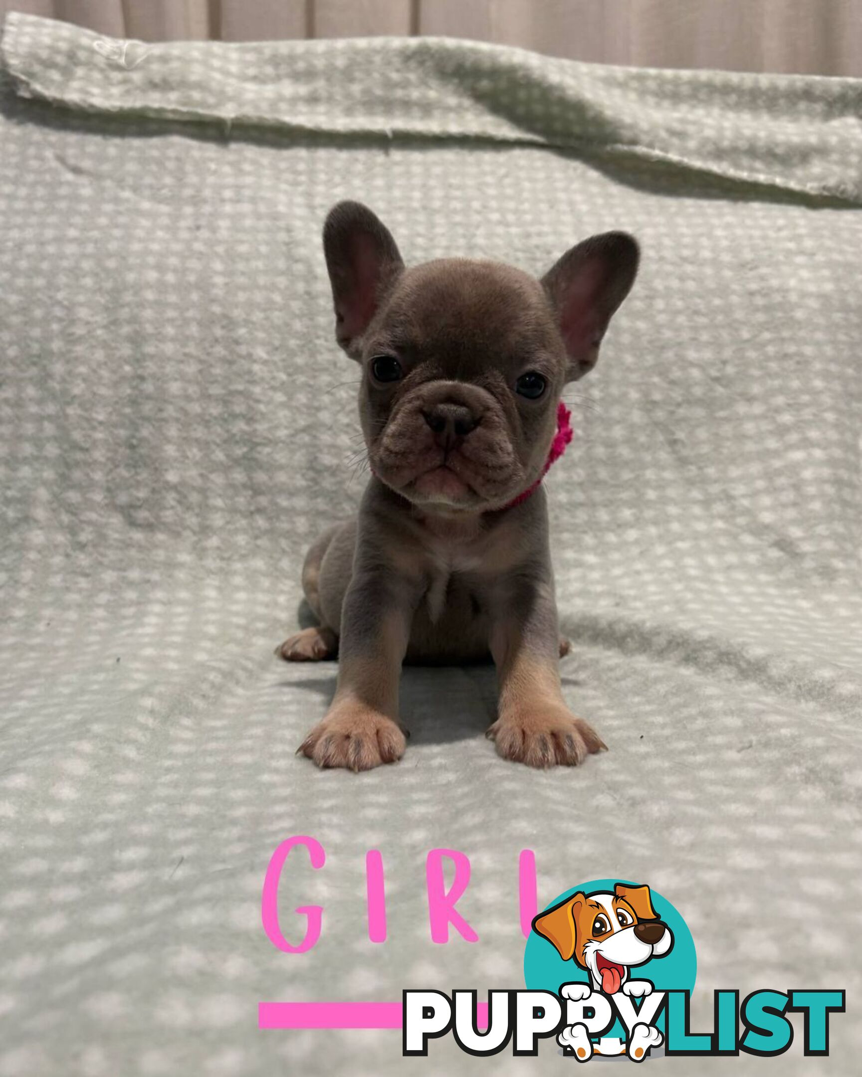 French Bulldog puppies