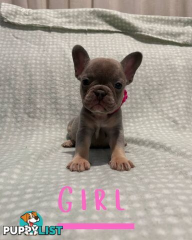 French Bulldog puppies