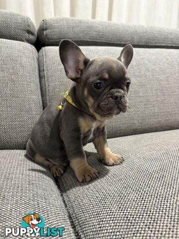 French Bulldog puppies