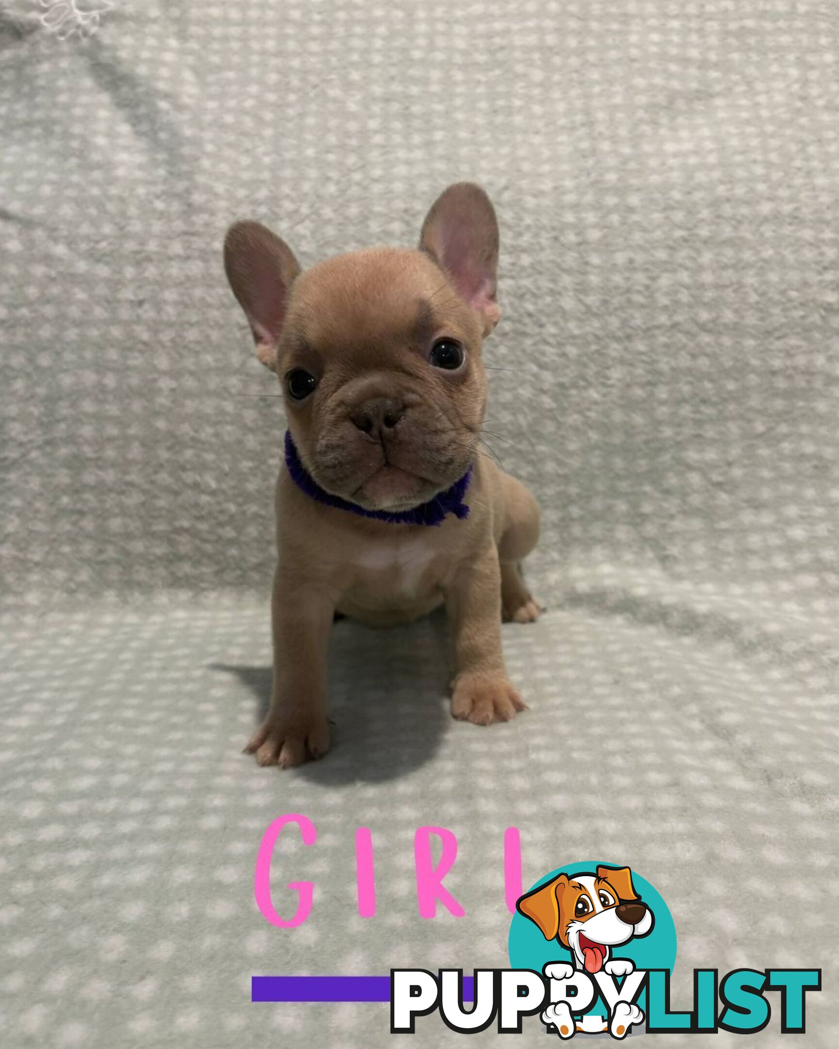 French Bulldog puppies