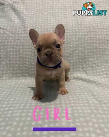 French Bulldog puppies