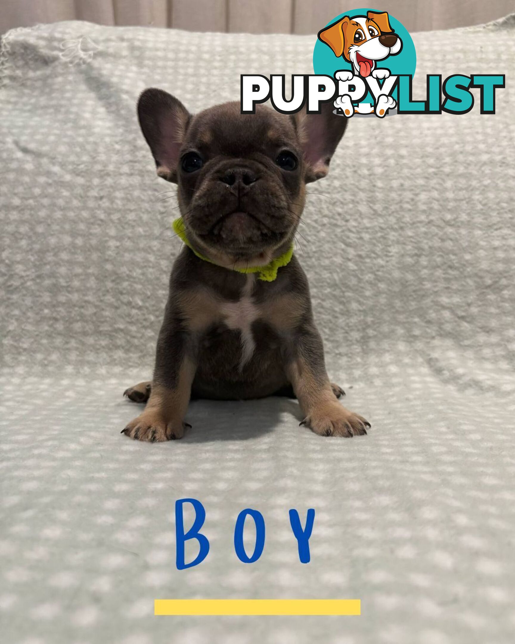 French Bulldog puppies