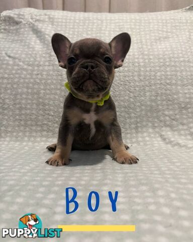 French Bulldog puppies
