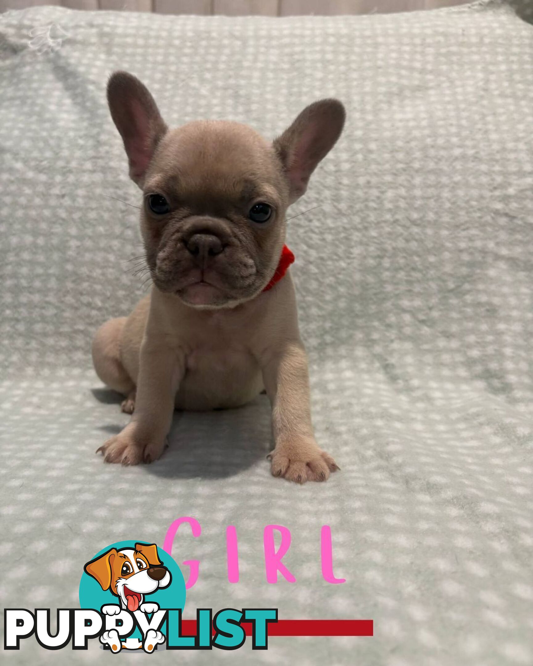 French Bulldog puppies