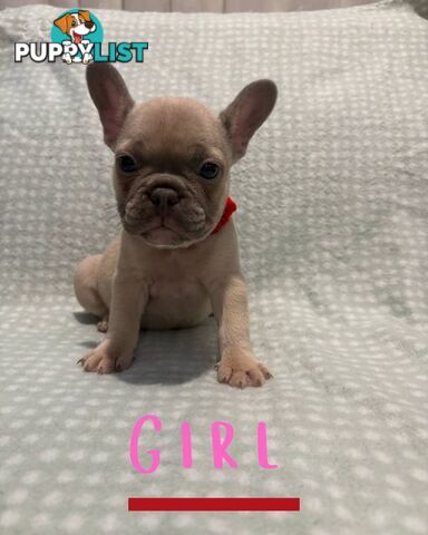 French Bulldog puppies